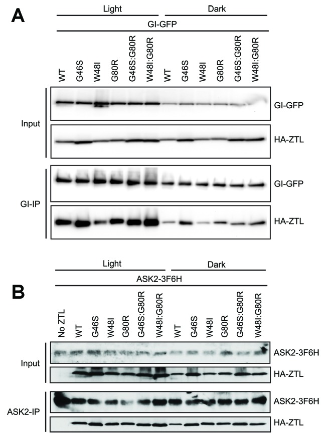 Figure 4—figure supplement 1.