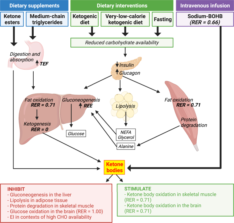 Fig. 2