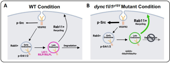 Figure 7: