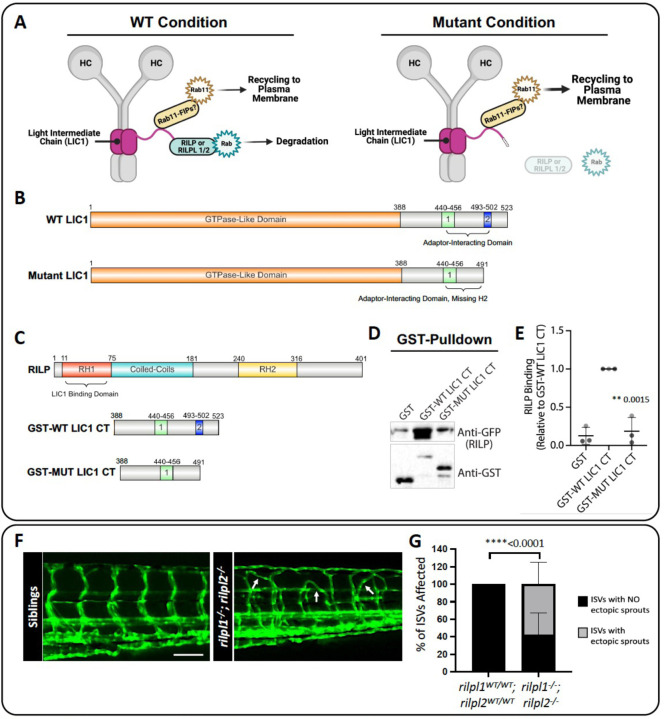 Figure 6: