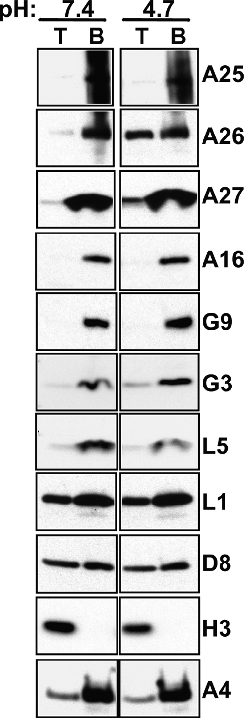 Fig 9