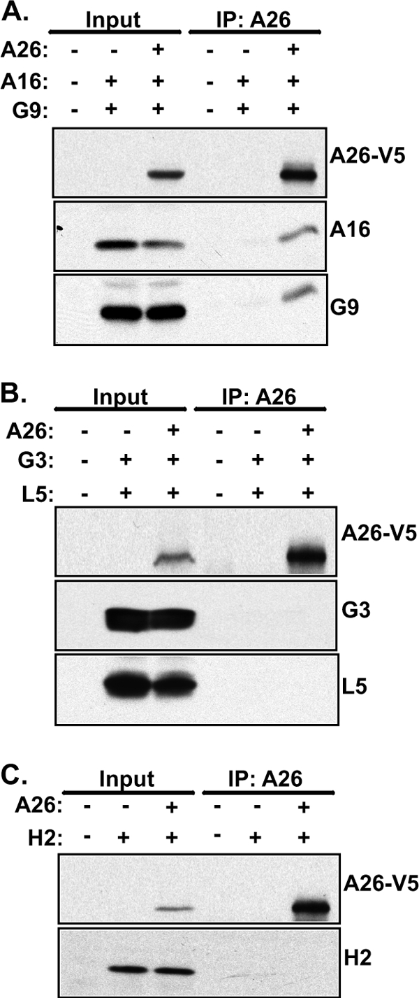 Fig 6