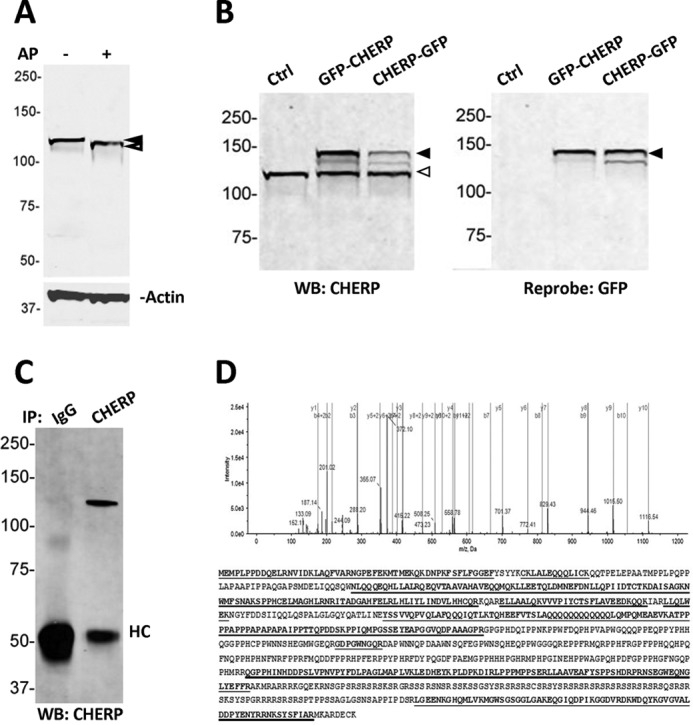 FIGURE 1.