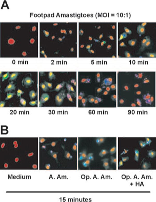 FIGURE 3