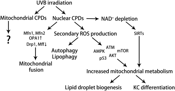 Fig. 10