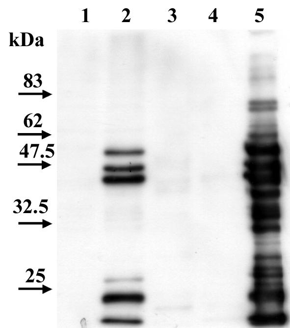 FIG. 5.