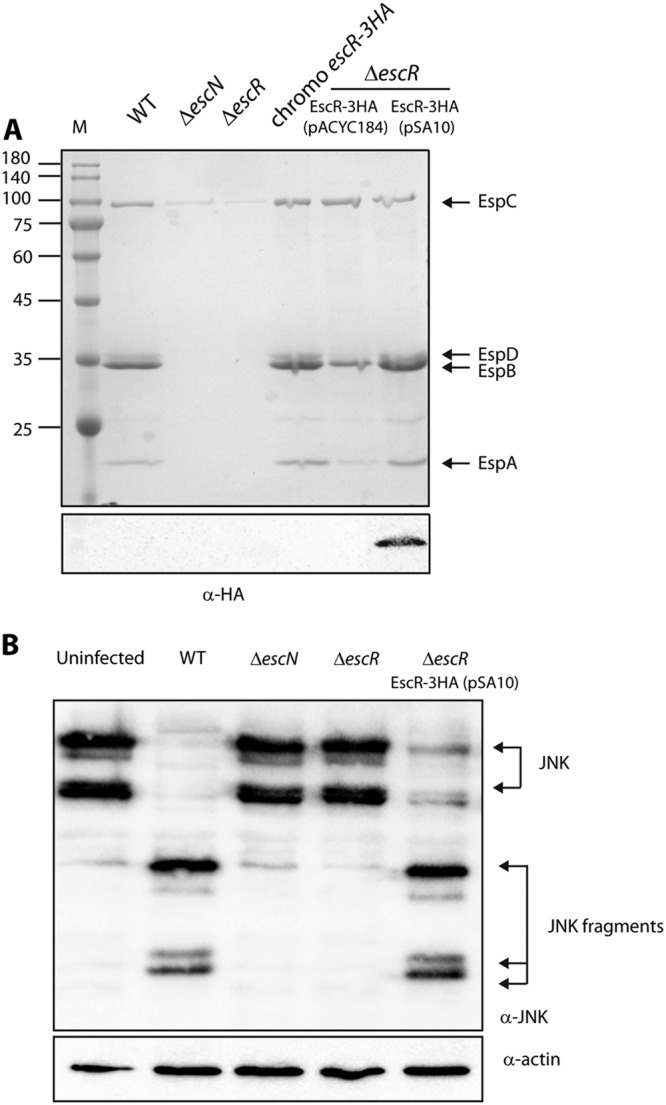 FIG 1 