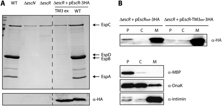 FIG 4 