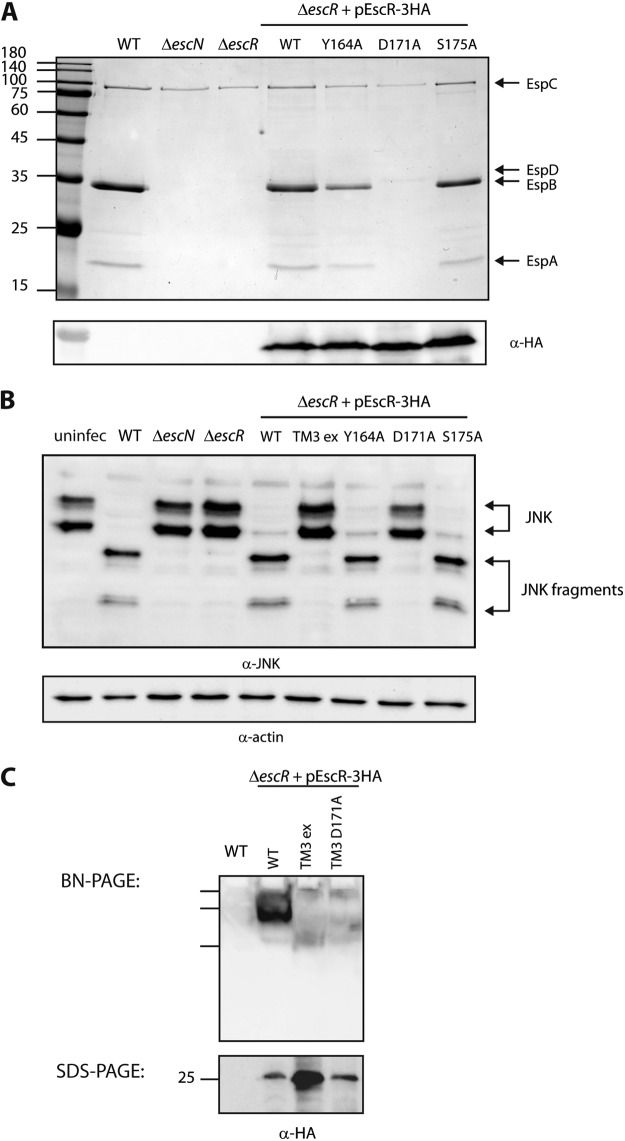 FIG 6 