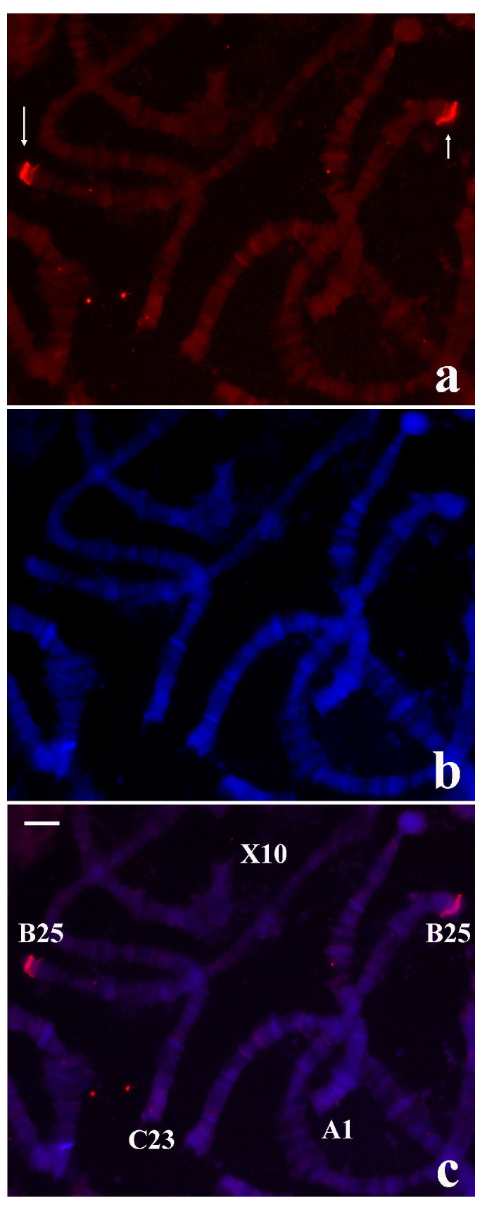 Figure 7