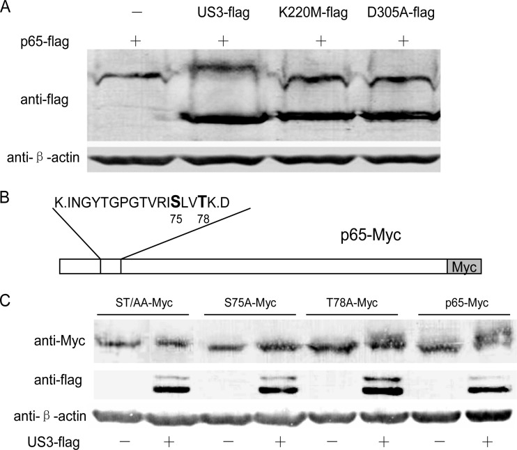 FIG 6