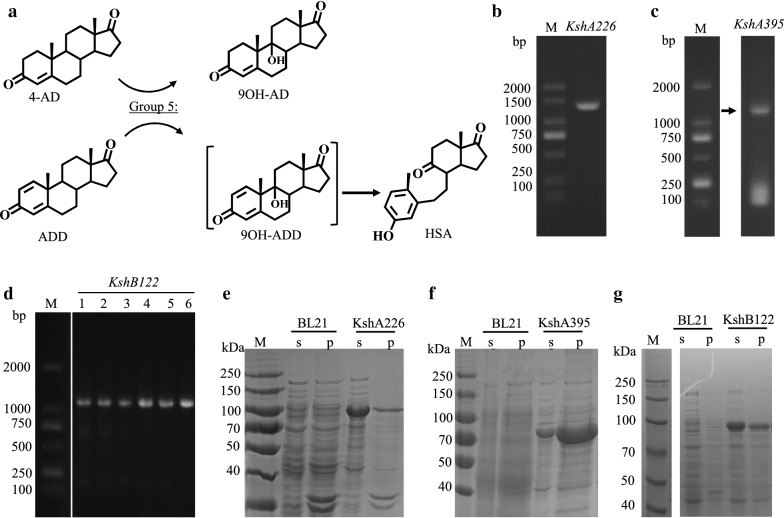 Fig. 10