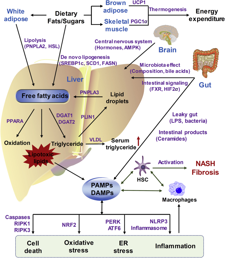 Figure 1