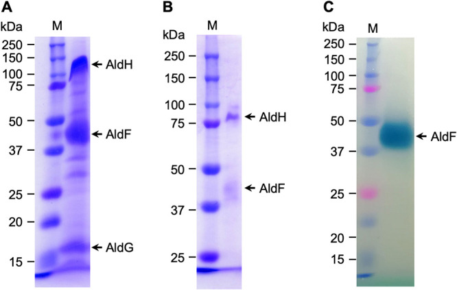 FIG 1