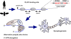 Graphical Abstract