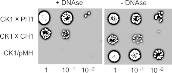 FIG 1