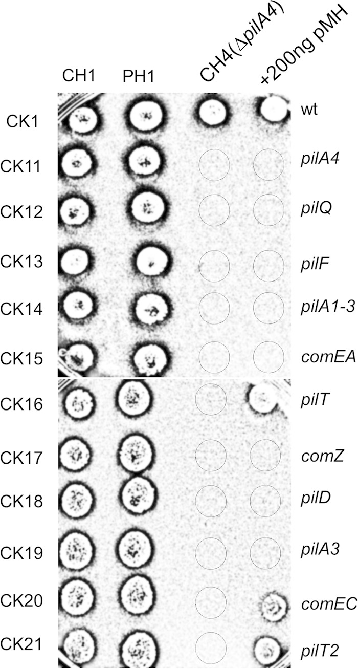 FIG 3