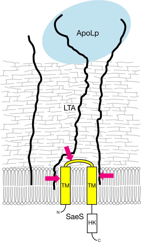 FIGURE 6.