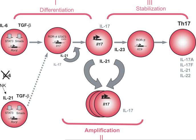 Figure 1 legend