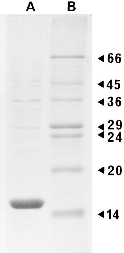 FIG. 1