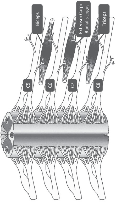 Figure 3: