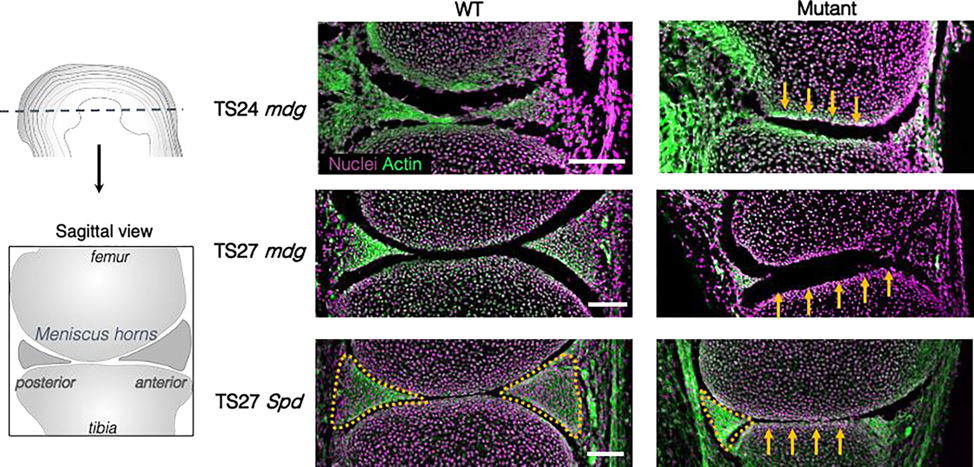 Figure 3: