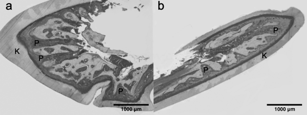 Fig. 8