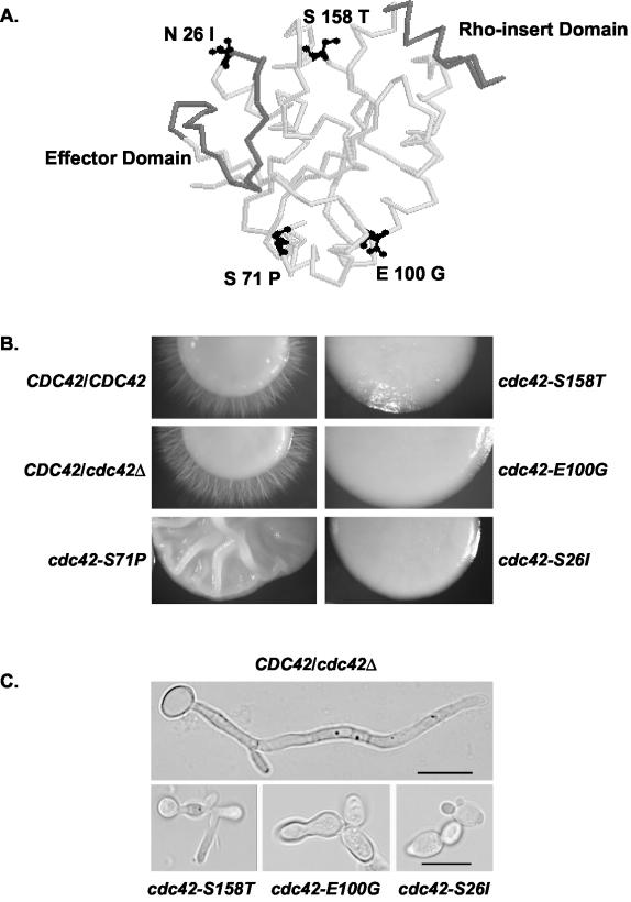 FIG. 1.