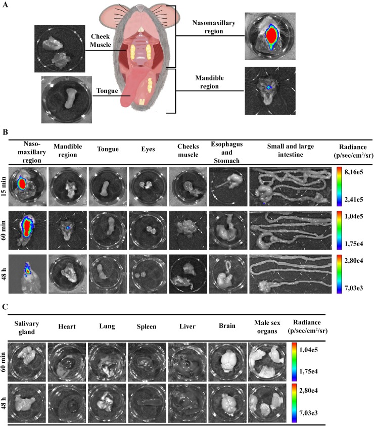 Fig 3