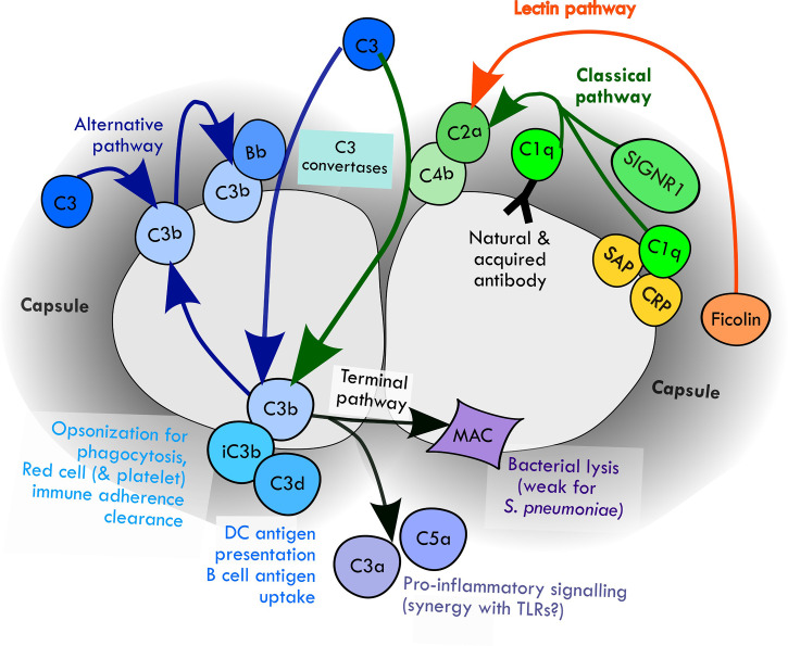 Figure 1