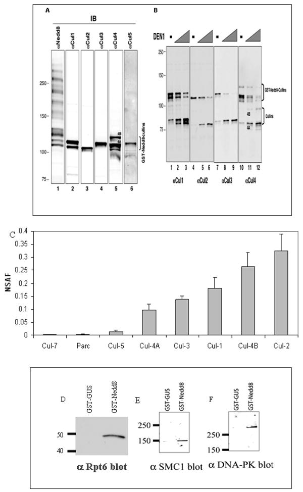 A Targeted Proteomic Analysis of the Ubiquitin-Like Modifier Nedd8 and ...