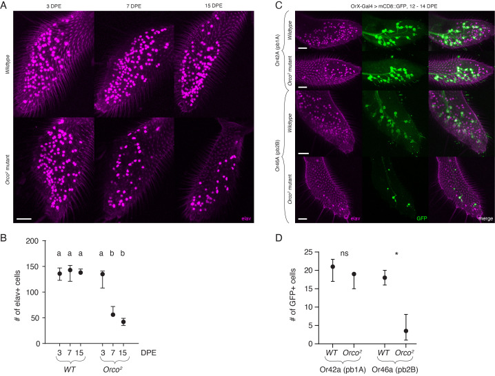 Figure 1. Degeneration of olfactory neurons in Orco mutant maxillary palps