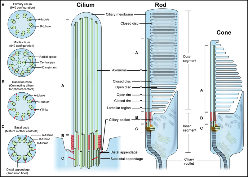 Fig. 1.