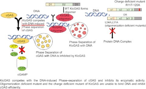 Graphical Abstract