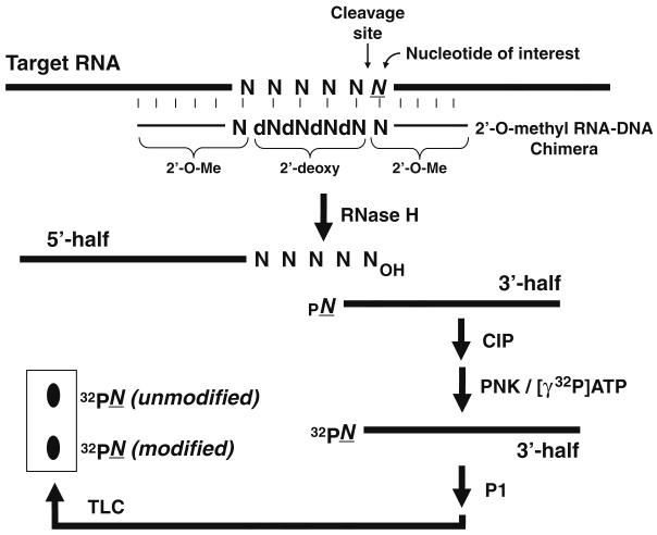 Fig. 2.1