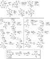 Scheme 4