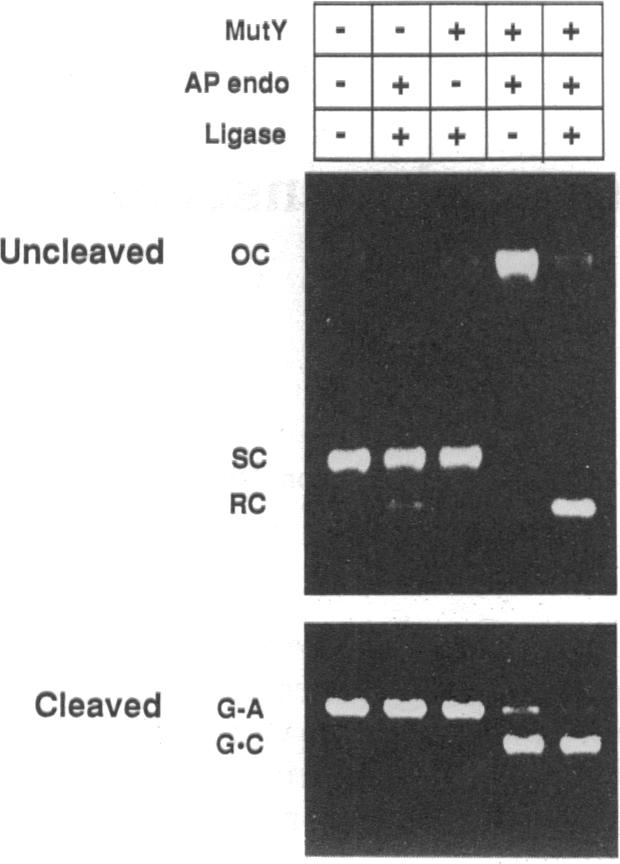 graphic file with name pnas00289-0296-a.jpg