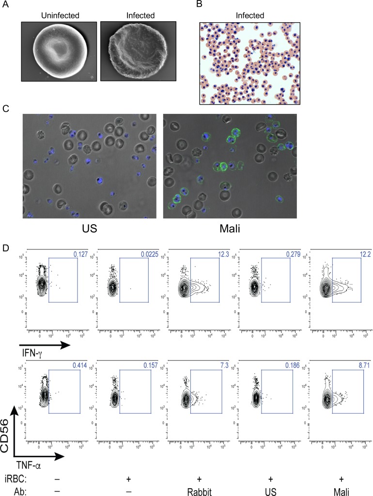 Figure 1—figure supplement 1.