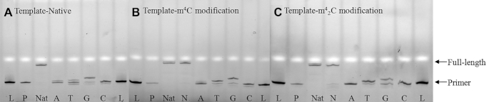 Figure 11.