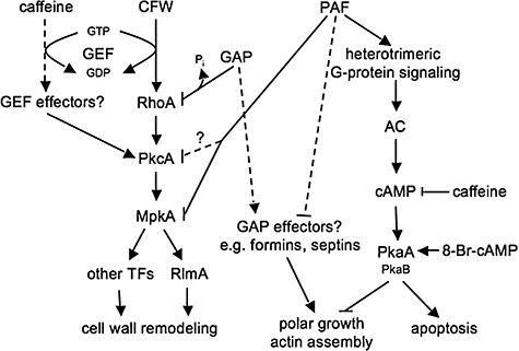 Fig. 8