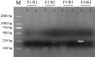 FIGURE 1