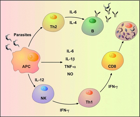 Fig 3