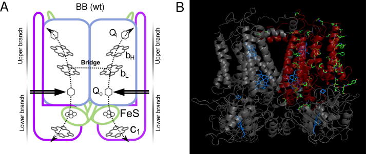 Fig. 1