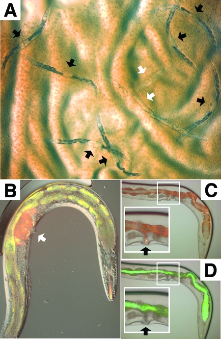 FIG. 1.