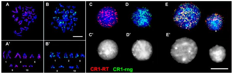 Figure 6