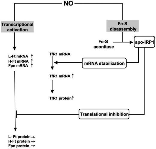 FIGURE 7.