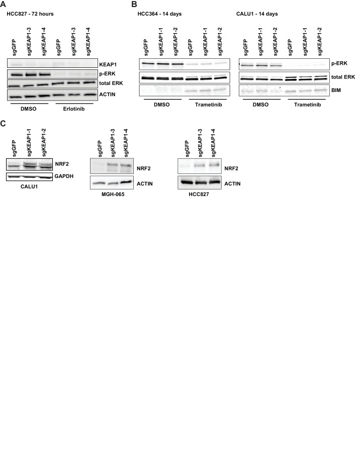 Figure 2—figure supplement 1.