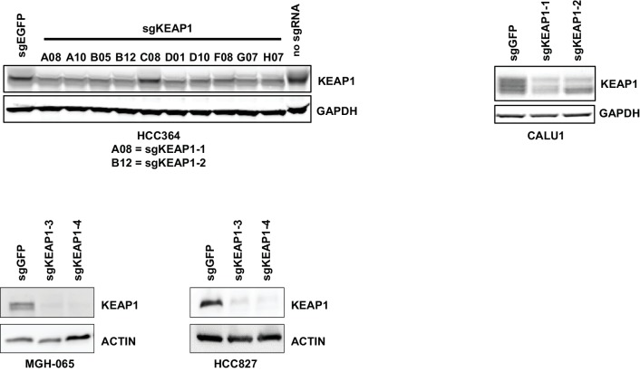 Figure 1—figure supplement 4.