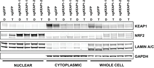 Figure 3—figure supplement 2.