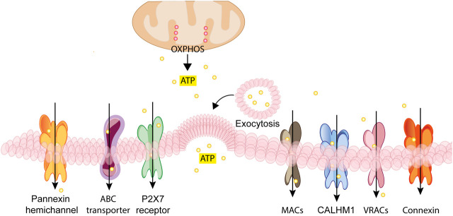 FIGURE 2